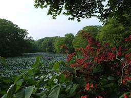 Description: C:\Users\Eric\Documents\Professional Files\IISS\Annual Records\2011 Hokkaido\2011 Pics\Small sizes\onuma04.jpg